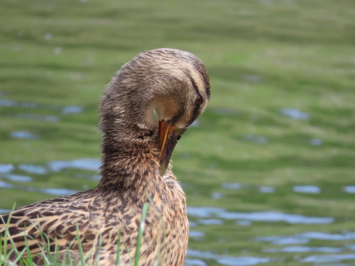 📍Ilam, Derbyshire, England, UK A female Mallard (Anas platyrhynchos) preening itself in the River Dove. @nationaltrust #Mallard #ducks #birds #wildlife #wildlifephotography #nature #NaturePhotography #countryside #NatureBeauty #NatureInspired #Duck #Derbyshire #England #UK