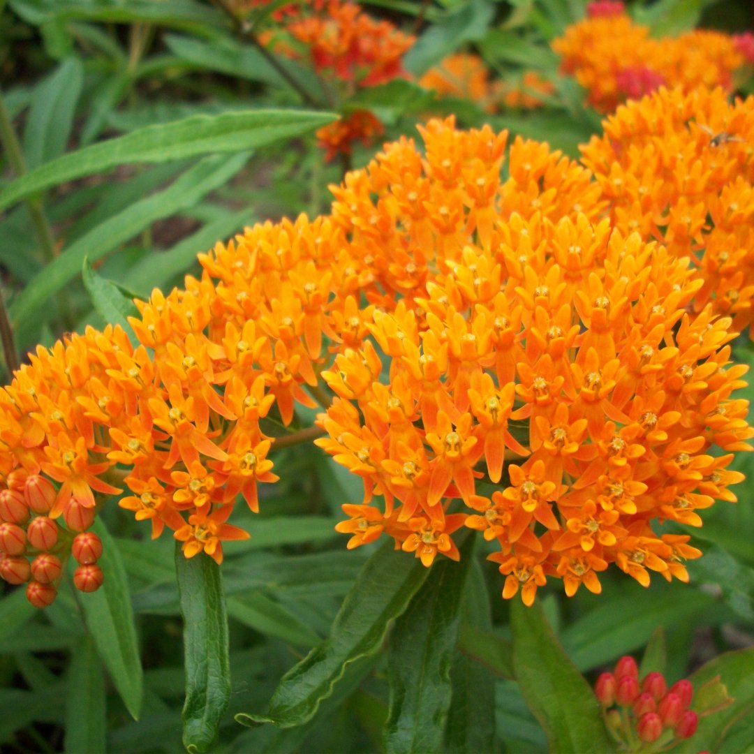 Native plants for Mom are the gift that keeps on giving AND all plants are 10% off! 🌱 🐛 🐝 

If you’re not sure what plants Mom wants, our gift cards are ready instantly! hubs.la/Q02wGS8g0