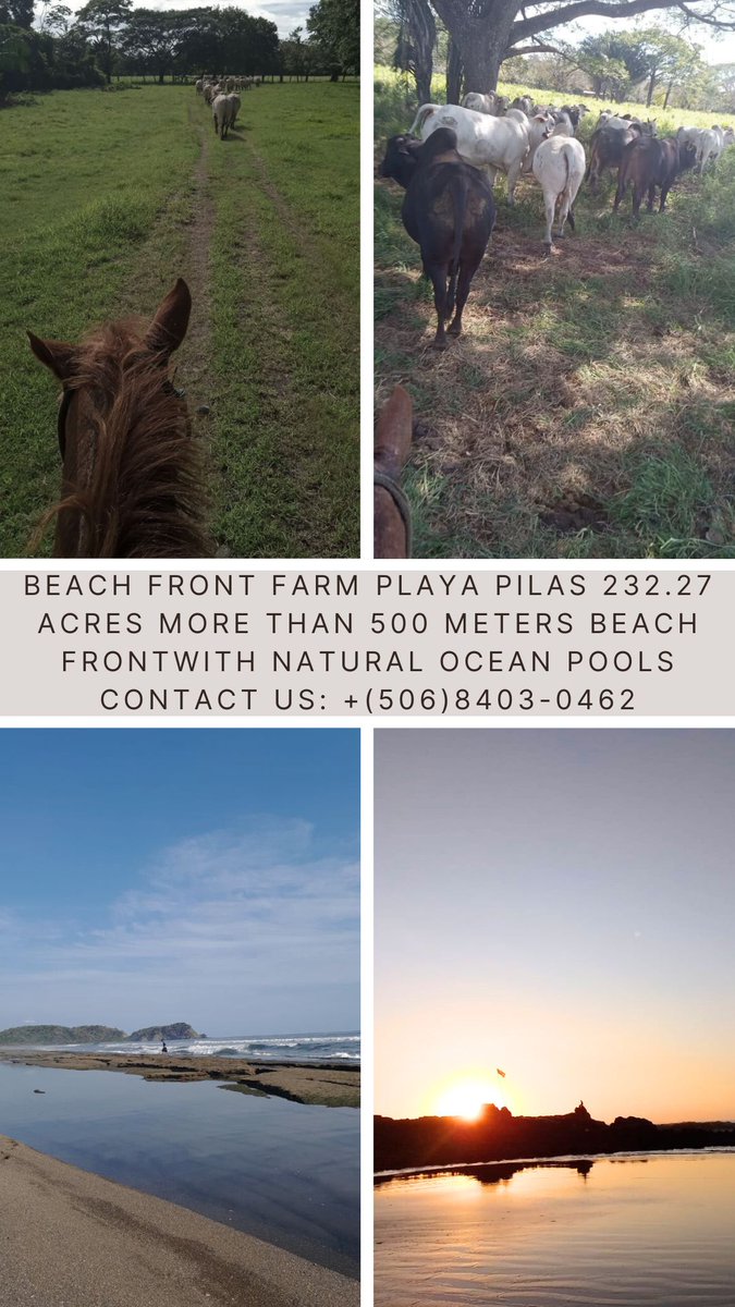 ¡Beach Front Farm at Playa Pilas Costa Rica! #ad #realty #beachfront #beachfrontproperty #farm #farmforsale #beachfrontpropertyforsale #oceanfront #oceanfrontproperty #oceanfrontpropertyforsale #costarica 'Its Your Turn To Be Happy' Contact Us:
