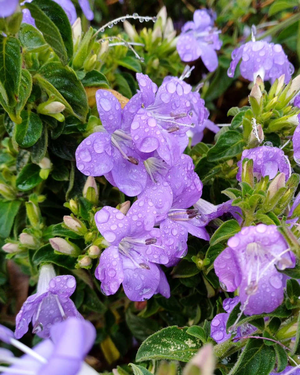 After the rain 🌧 

#purple #natureisbeautiful #flowersofinstagram #raindropsonflowers #wheretheskymeetstheland 

instagram.com/p/C6wKcaPN7Kp/