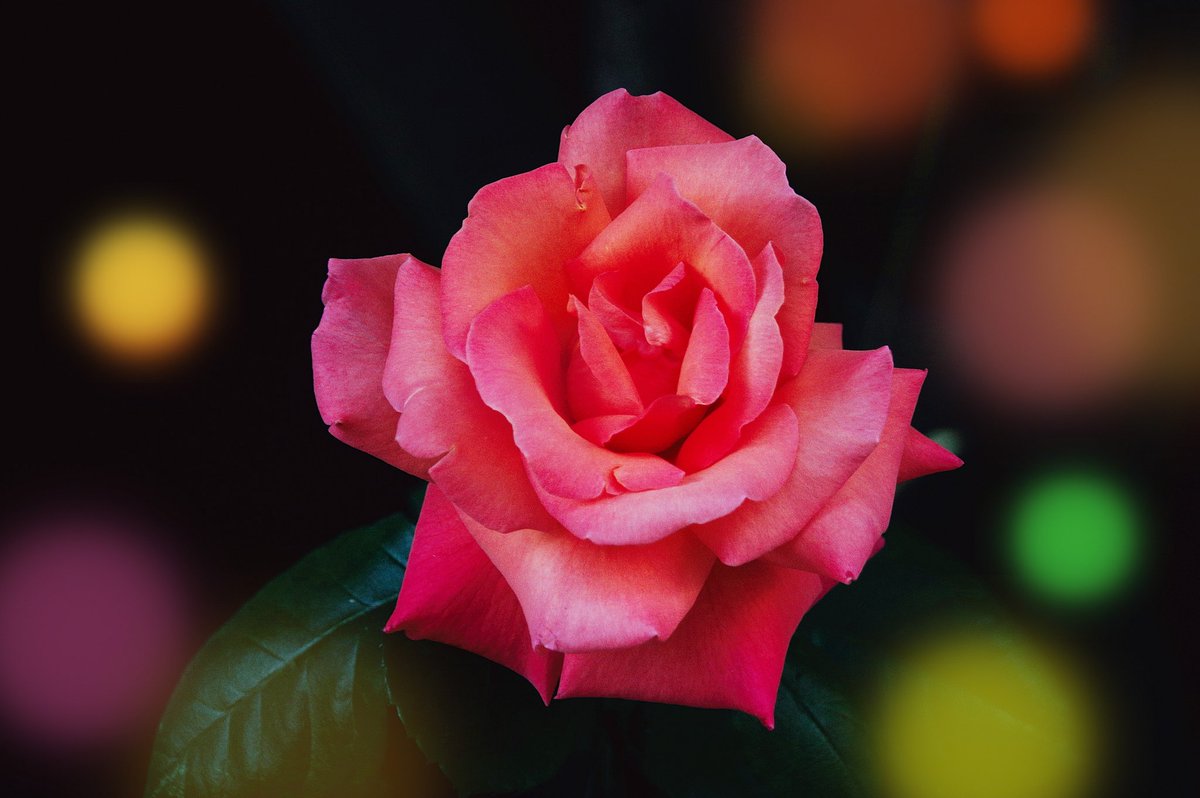 🌹 'Blossom Rose #2'

▶️ 20 editions
▶️ 5 Tezos $XTZ

objkt.com/tokens/KT1Pepx…

#Blossomsphere #NFT #nftphotography #NFTCollection #Luzza #objkt #objktcom #objktnft #TezosArts