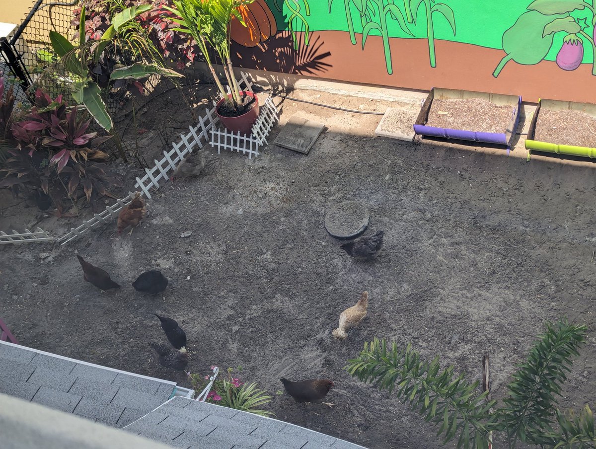 Pollitos at <a href="/arborridgek8/">ArborRidgeK8_OCPS</a> are so cute! 🥰 🐔🐥🐣🐓🍗👀