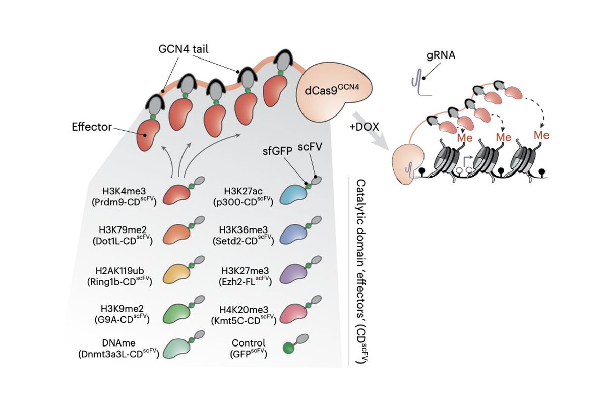 After more than a decade focused on genome editing of DNA, it could turn out that editing the #epigenome, which regulates gene expression, is a better, or, at the very least, a highly complementary strategy nature.com/articles/s4158… @NatureGenet @CristinaPolica4 @hackettlab @embl…