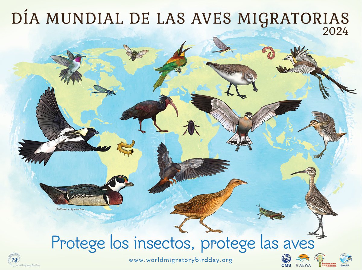 ¿Sabes que los insectos son fuentes esenciales de energía para muchas especies de aves migratorias?🐞🐛 Mañana el #DíaMundialDeLasAvesMigratorias se centra en la importancia de los insectos para las aves migratorias. 📷🗞️@WMBD @BonnConvention worldmigratorybirdday.org/news/2023/worl…