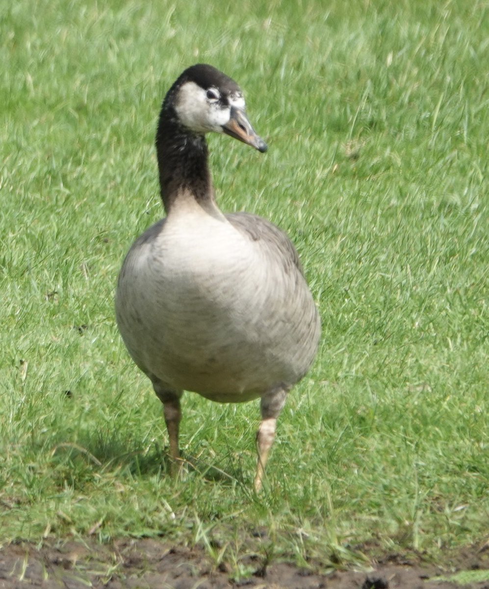 Some kind of hybrid goose in the pond near Grassington sewage treatment plant 

I’d guess Greylag x Canada but I’ve really no idea