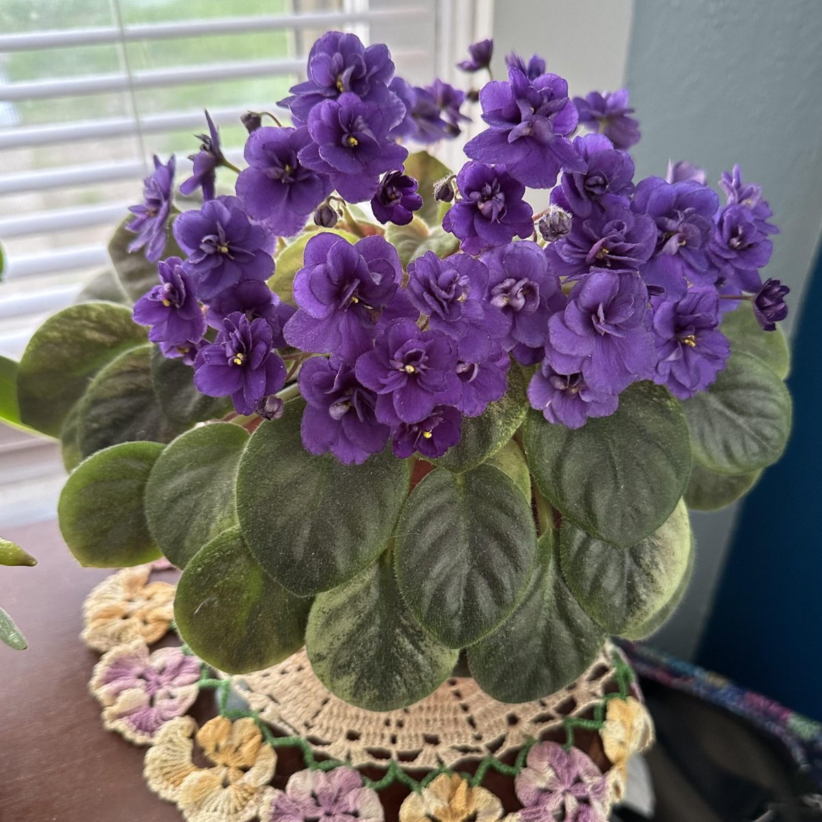 The most blooms yet! allforgardening.com/850025/the-mos… #AfricanViolets