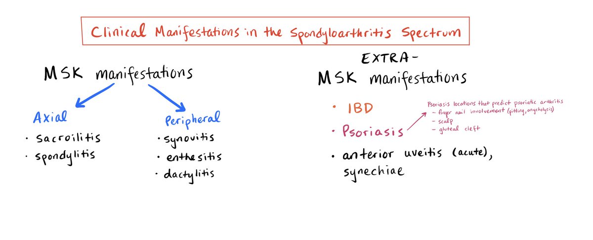 6/7

MSK Manifestations across the spectrum:

Axial:
- Sacroiliitis
- Spondylitis

Peripheral:
- Synovitis
- Enthesitis
- Dactylitis