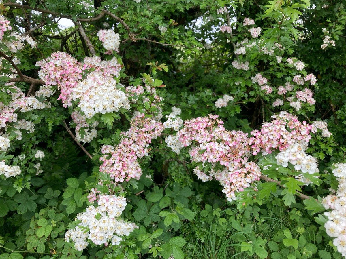 Can’t believe it’s that time of year again… another year done, another lap around the sun, #hawthorn in bloom again Have a read👇 “Death, sex, superstition and fear: the hawthorn tree in Ireland” rte.ie/brainstorm/202…