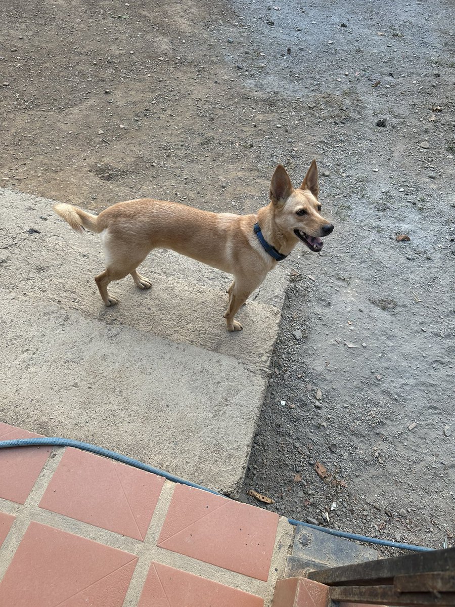 ayudemosapluto's tweet photo. The little ladies #BlancaAP and #GingerAP π₯°π Very beautiful and happy. They go on to report on our veterinary debt. We are missing $210 to cover it. Soon I must buy cleaning products again, as well as shampoo for the little ones, since we have very little left. https://t.co/WcmHlbFqi2