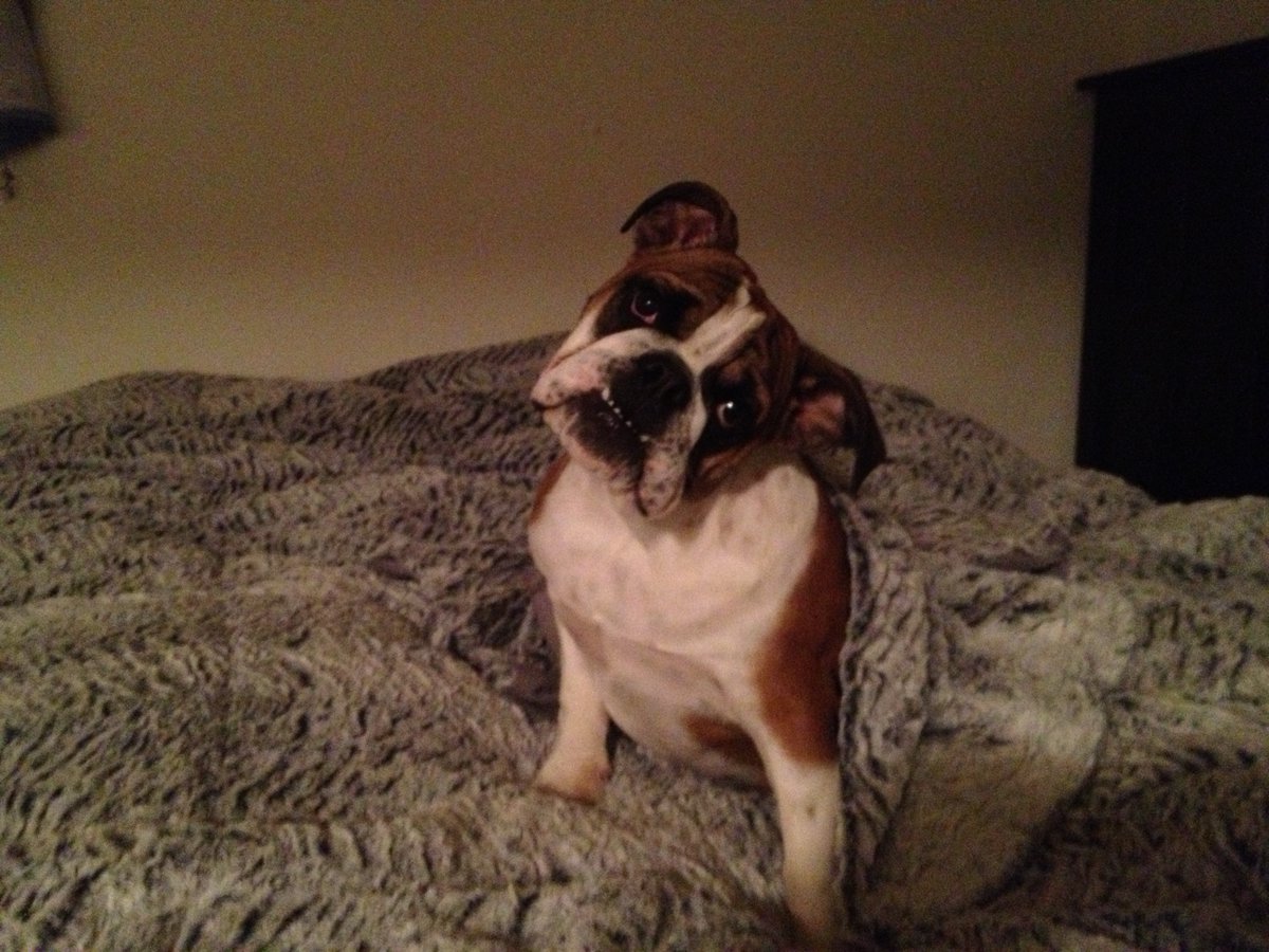 DigitalMuppet's tweet image. So, after several days of grieving and a long night of unbroken sleep, i&apos;m kind of in acceptance of a post Penny world. It sucks, but I accept it. Such a damn good dog. If I was one of those tattoo-getting people, I could entirely see myself getting one of her. Miss you.