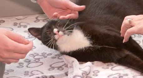 Chandler_TV's tweet photo. GET A PET: Today at noon on @ActionNewsJax, meet HoneyCarrot!
A sweet cat who loved all of the attention!
Check out all of the adoptable @jaxhumane pets through #GetAPet here >>> https://t.co/Id9o75jSu6 https://t.co/wkvYpMmd3f