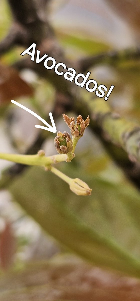 *Avacado Trees*

Solo Avacado Trees do not self pollinate well.

I spent 2 weeks gathering pollen from male flowers on day 1 and applying it to female flowers on day 2.

I officially have avacados!