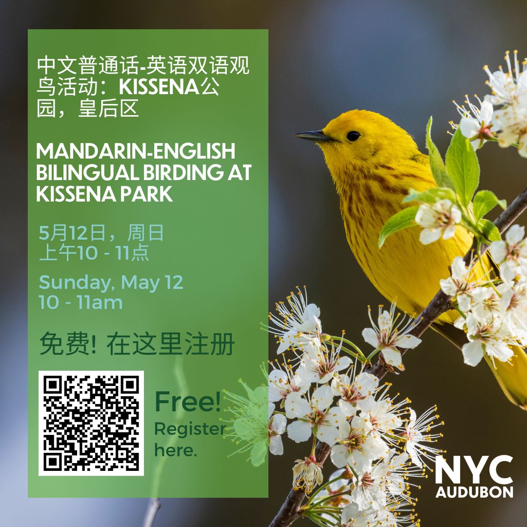 🎉 Join our Board VP, Mike Yuan, and guide, Xinyi Zhang, for our FIRST Mandarin-English #bilingual bird outing. 欢迎参加纽约市鸟类学会首届中文普通话-英语双语观鸟活动！本次活动由纽约市鸟类学会理事会副主席 袁华家 和领队 张心怡 带队，我们将一同探索皇后区美丽的Kissena公园 🐦