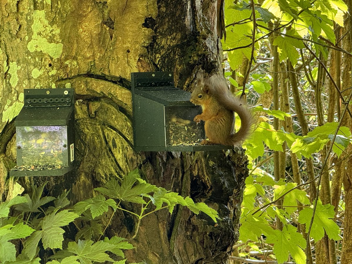 Nice to see a red kitten at @FSCBlencathra today ❤️🥰🐿️ I bumped into a load of students from Manchester staying here and quietly took em to see the precious cutie. Their teachers have joked the students are going on and on about seeing it now 😂👍 #lakedistrict #redsquirrel