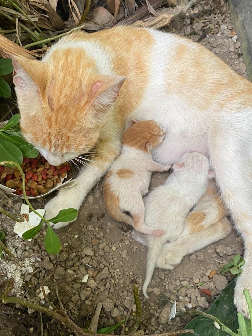 URGE rescate de esta mamita, dió a luz en un conjunto residencial llamado Flamingo en Lechería - Anzoátegui. Tiene amenaza de ser echada a la calle con sus crías. La persona que reporta se compromete a esterilizarla. Contacto: 04142957546