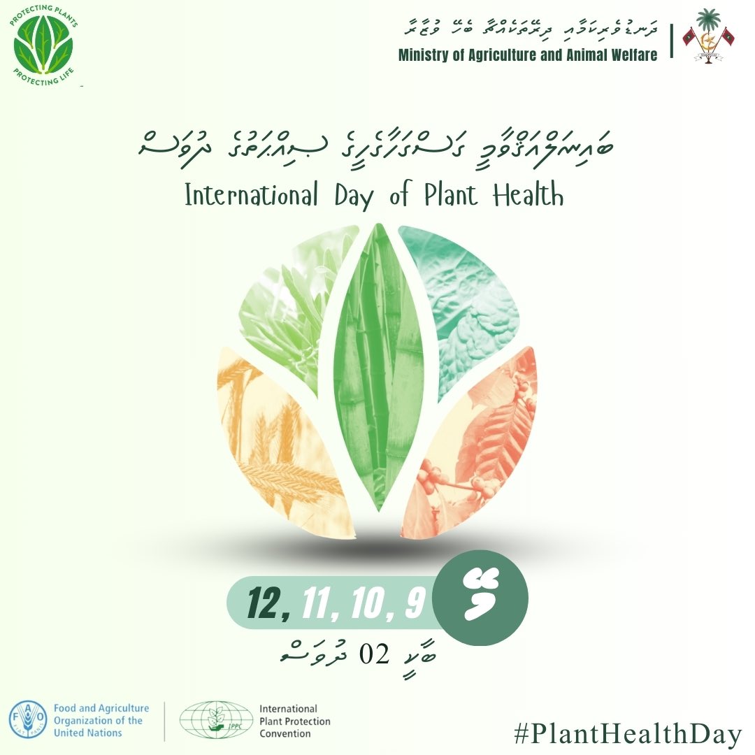 As we approach international Plant Health day 2024 it is important to raise awareness and take action to keep our plants healthy, help protect the environment,  biodiversity & sustain food security.
#PlantHealthWeek 
#planthealthday