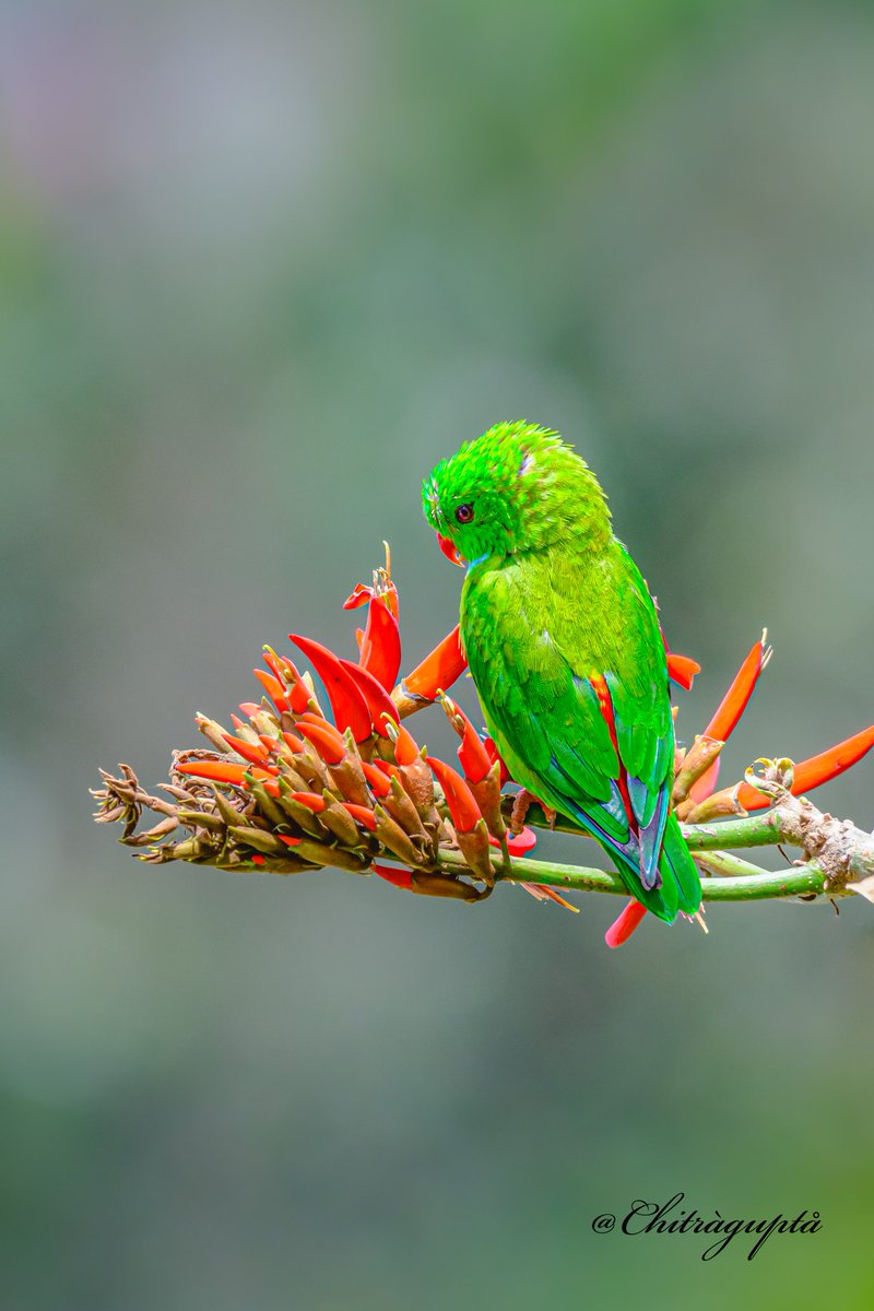 ये जो नज़र नीचे किए बैठे हैं, जान कितनों की लिए बैठे हैं...
Vernal Hanging 🦜 
@Team_eBird
#IndiAves #TwitterNatureCommunity
#NikonIndia #BBCWildlifePOTD #birdwatching  #natgeoyourshot #natureinfocus #indian_wildlifes
#NaturePhotography #ThePhotoHour
#wildlifephotography @Avibase