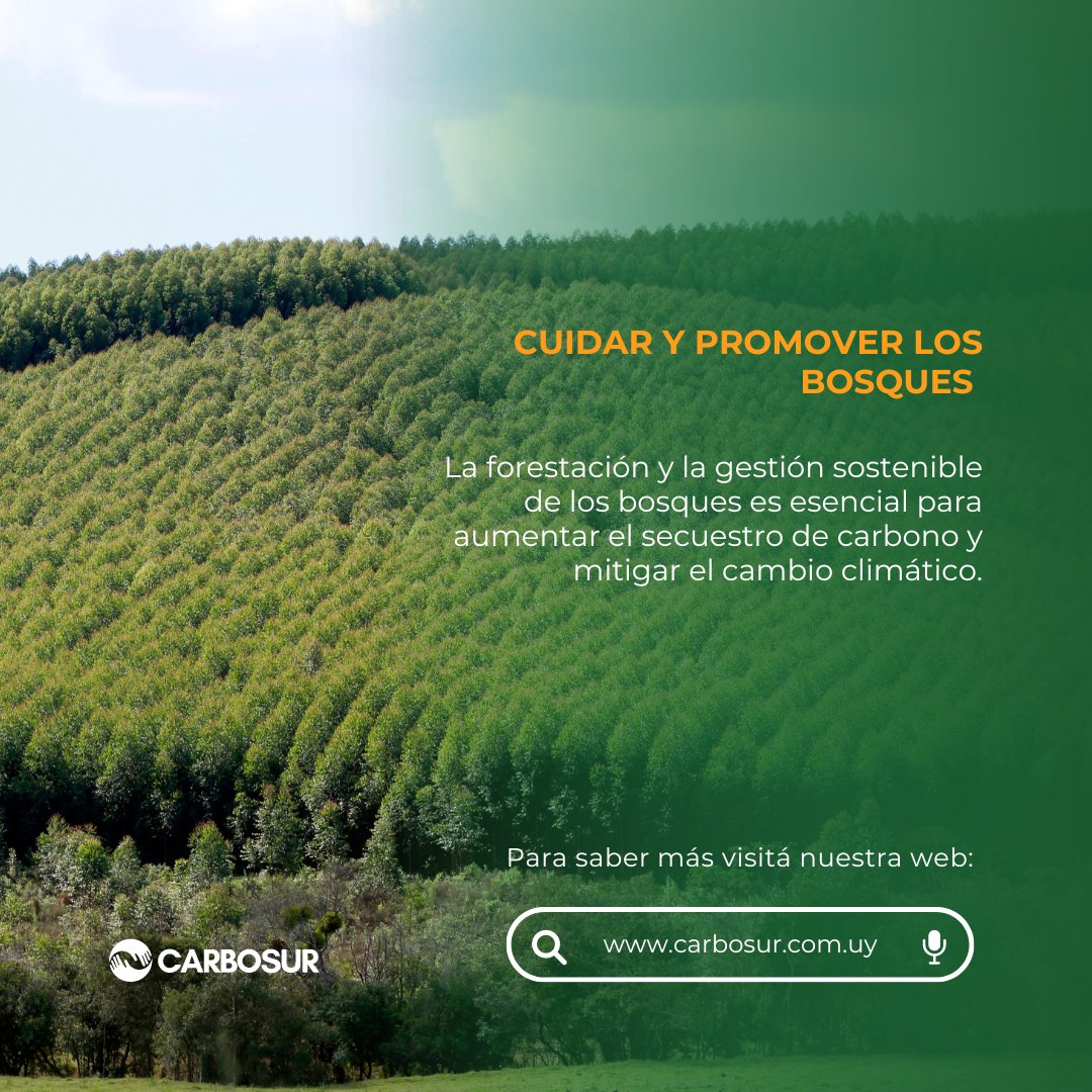 🌿✨ ¿Cómo sucede el secuestro de carbono? ✨🌿

Todas las plantas, especialmente los árboles, secuestran el carbono de la atmósfera mediante la fotosíntesis y el crecimiento de la biomasa.

#SecuestrodeCarbono #CambioClimático #Bosques #CréditosdeCarbono #HuelladeCarbono