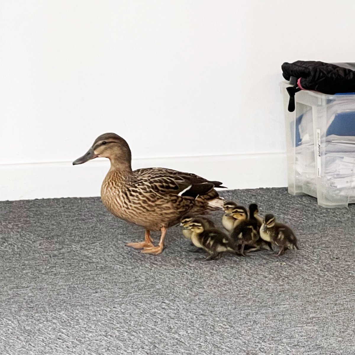 A lovely resident in our complex noticed these little guys roaming the car park and they popped in to say hello. With a team effort from everyone they were released into a safe area with some duck friends #sheffieldissuper #kelhamisland #designagency #ducks #ducklings #teameffort