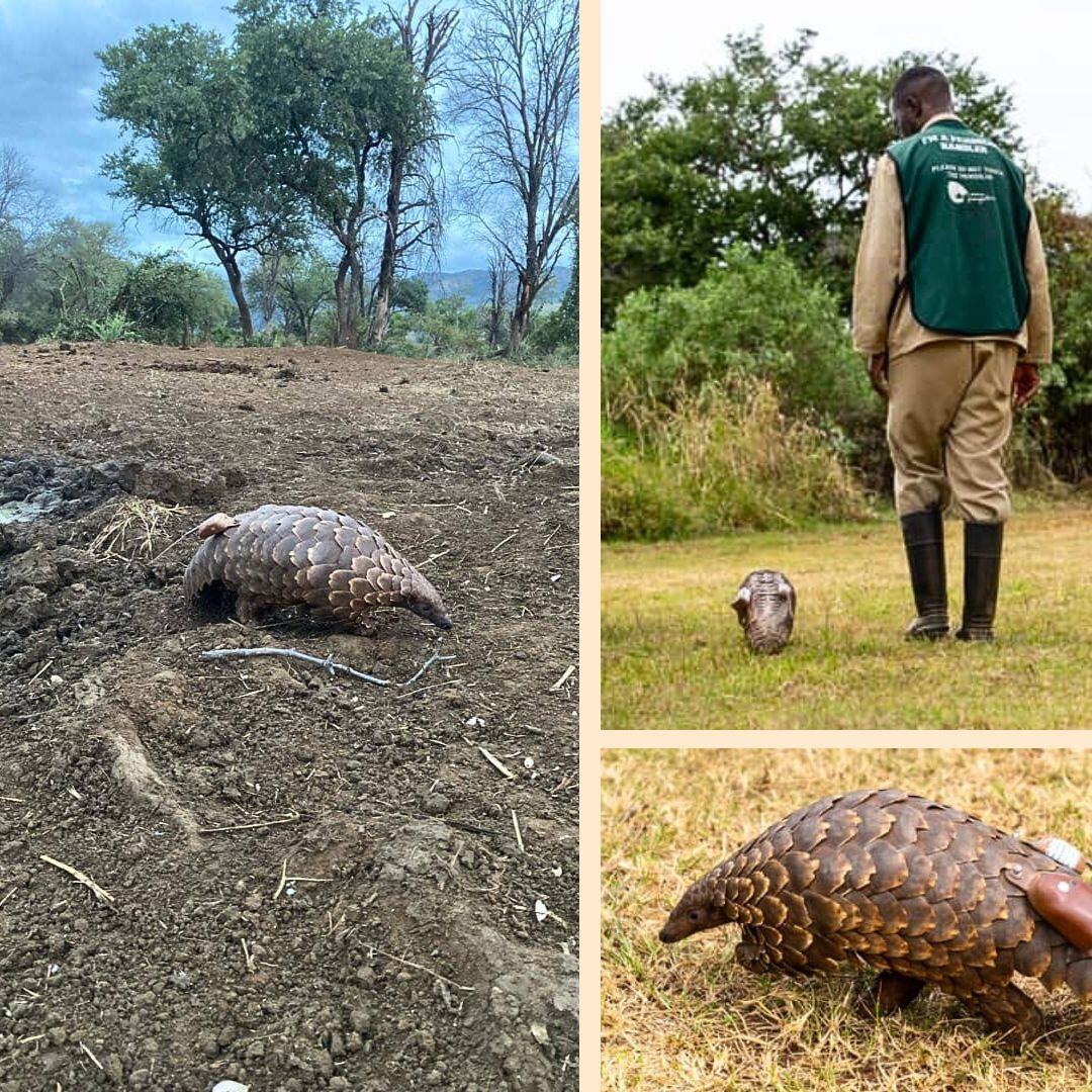When this pangolin was rescued from illegal trade and taken to a rehab center, he was dehydrated and timid. After months of careful monitoring, he became active & strong enough to be released💚 Thank you DNPW & @WCPZambia for your work returning pangolins safely to the wild!