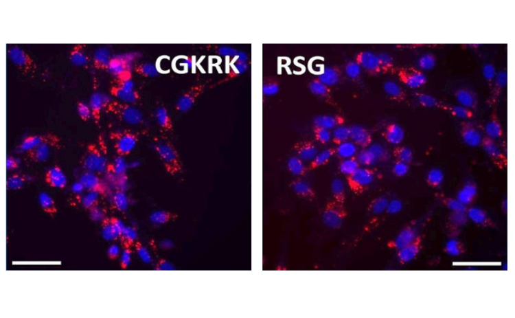 Can cancer targeted drug delivery be adapted to pregnancy? 💊🤰🏽 Homing peptides are a method of targeted drug delivery to tumours. In this study, researchers used Inter to examine their interaction with cancer and placenta model membranes. Learn more bit.ly/3yaGbzL