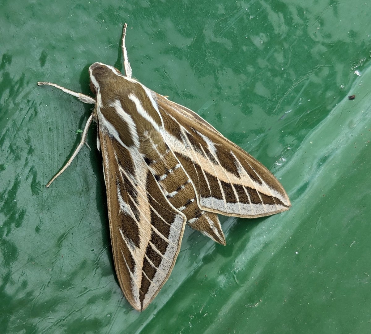 Striped Hawkmoth found on the cruise ship in Valletta harbour today. It is always worth looking out for wildlife, even in the most unexpected places.