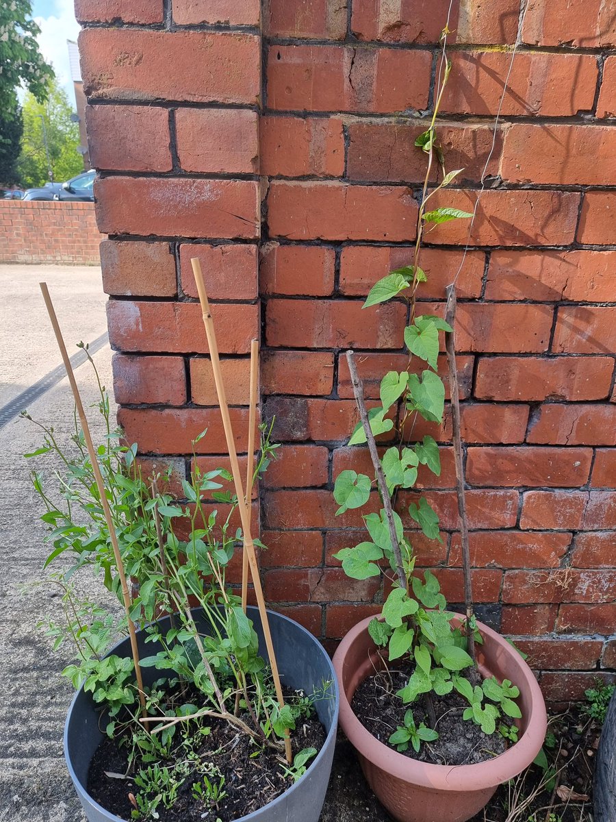 Zoe_Parker's tweet photo. Last year I went to a @Feed_Leeds @foodwiseleeds @SeasonWellCIC event @LeftBankLeeds and started growing veg in my yarden. They sent me home with veg seedlings and @plate2plate compost. Here are my results a year on! #getgrowingleeds https://t.co/qGBG9Op2Am