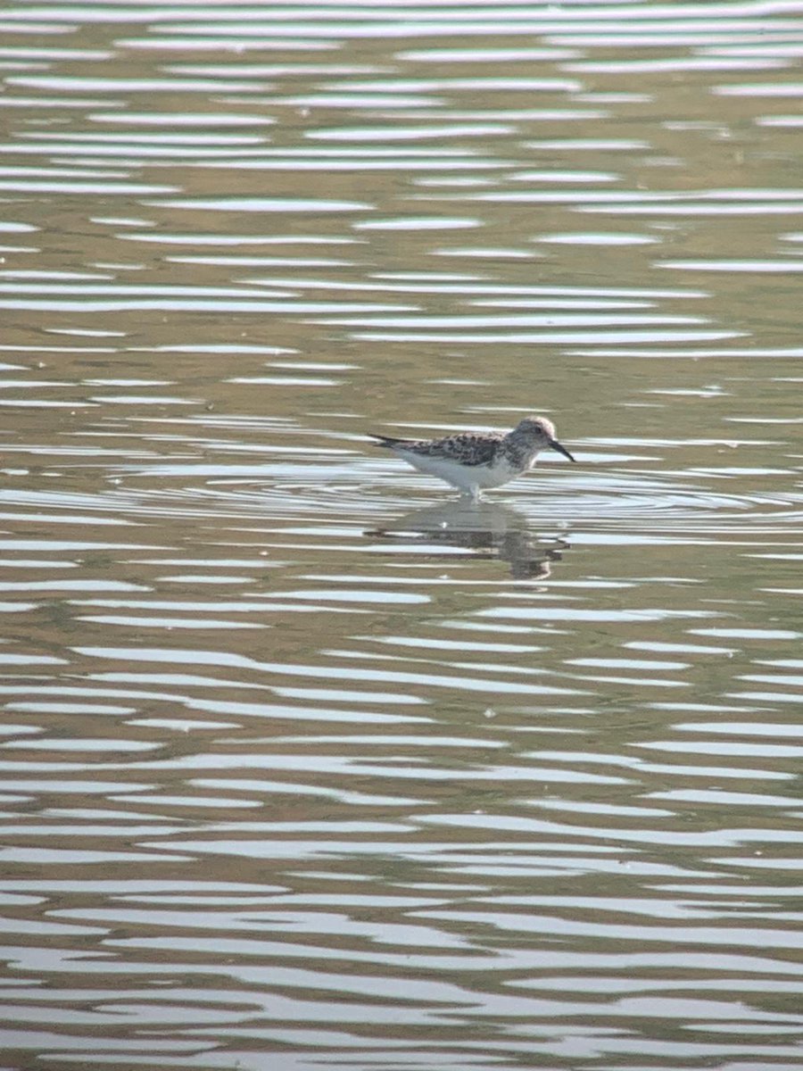 Its been a wonderful, warm day with 2 drake Garganey seen on the reserve. Yellow Wagtail was also seen by the barn. A reserve rarity, a Sanderling, was seen at Centenary Pool this morning. Photo C.Schofield