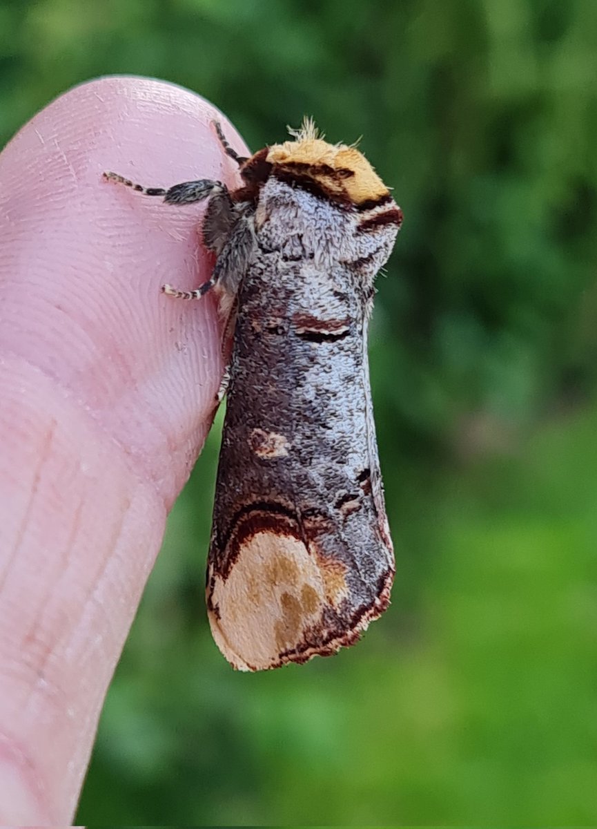 Nfy last night was this buff tip on a finger tip. It always surprises me how big they actually are, especially when they fly off.
Beautiful!!
S Monmouthshire 
#mothsmatter #teammoth #vc35
