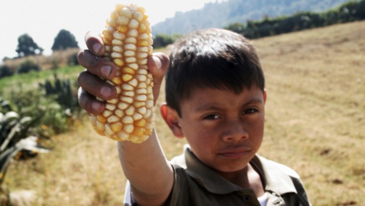 “Mexico justifiably wants scientific evidence that #GMO corn with #glyphosate residues is safe to eat for Mexicans, who consume 10 times the corn we do in the US and do so not in processed foods but in minimally processed foods. The US has provided no such evidence”—@TimothyAWise
