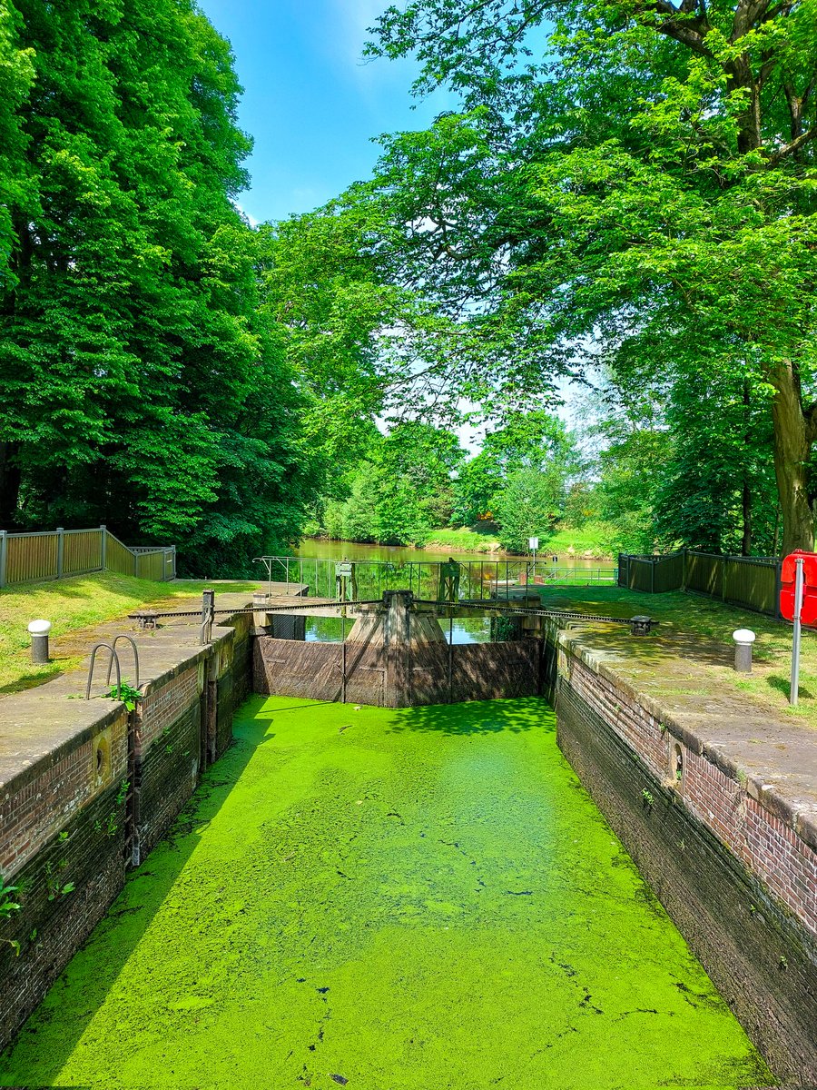 #green just green #watergate #walk #water #trees #plants #algae #meppen #germany #europe