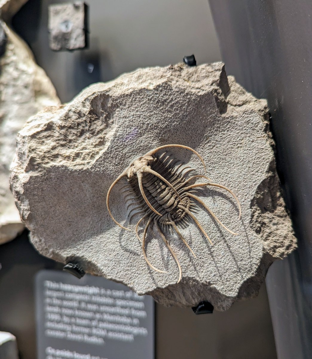 Trilobites come in all shapes, and sizes and this #FossilFriday, I have a very distinct looking critter to share! Meet Boedaspis ensifer, a Trilobite that lived 464 million years ago, during the Middle Ordovician. This example was found in the Leningrad Oblast of Russia.