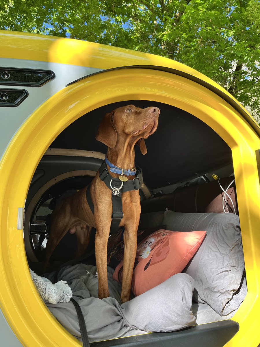 Don’t you dare come near my #minkcamper !! #vizsla #onguard