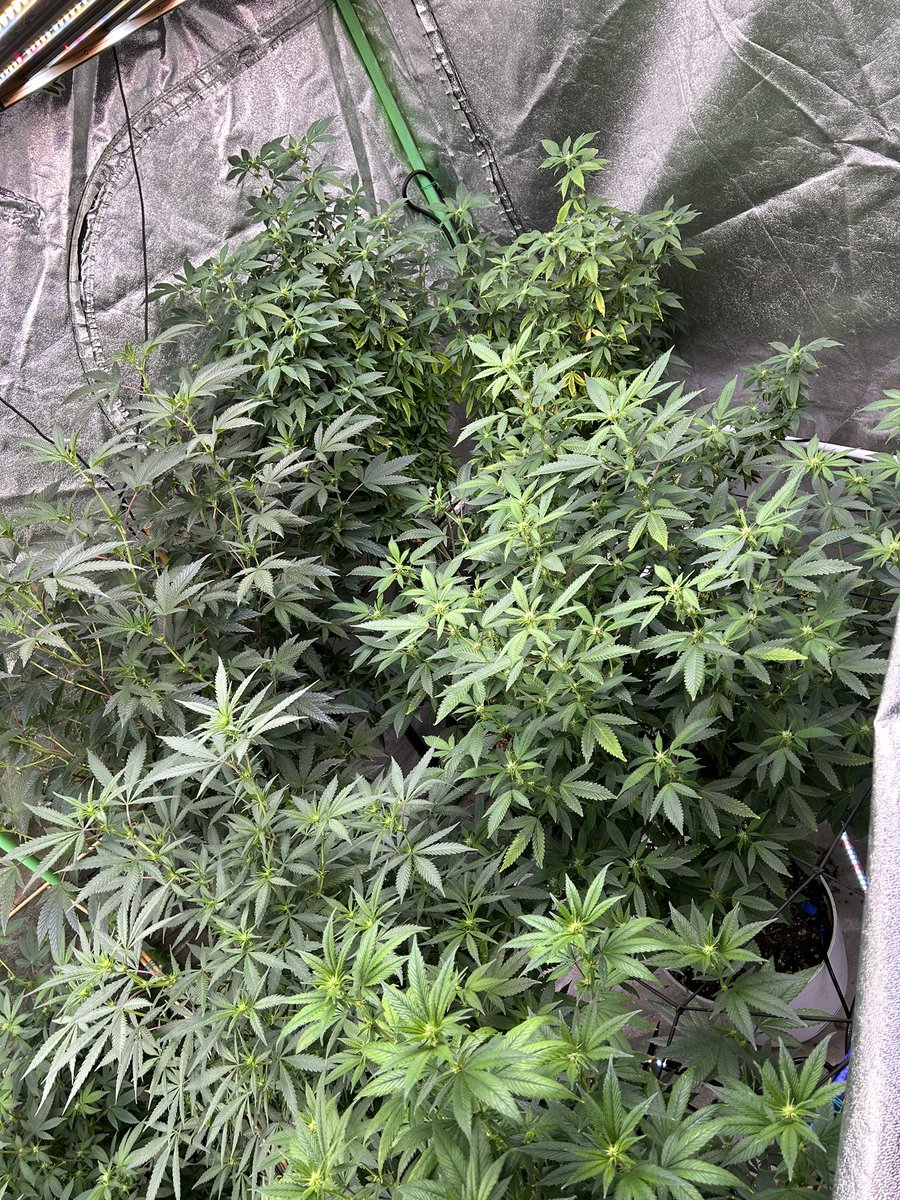 Yeah I don’t know what I’m doing but I try