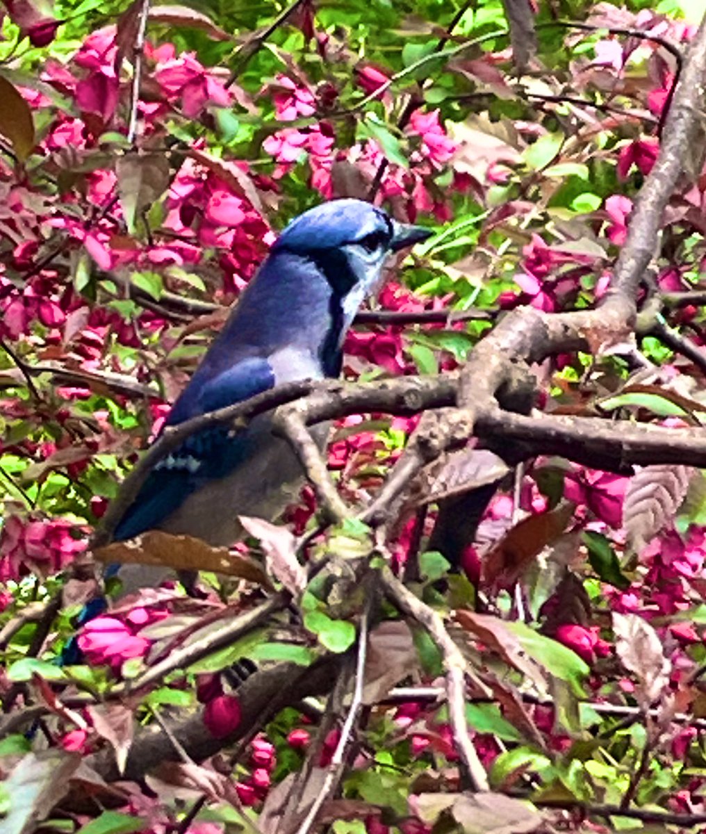 The wait-on-line tree for the kitchen feeder is in bloom. #birds #spring