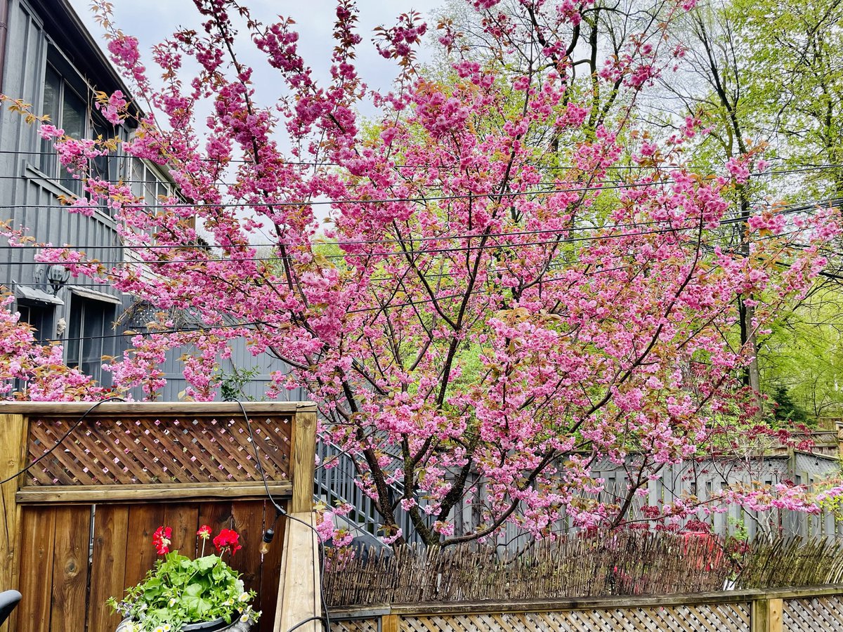 In an increasingly bleak world, I offer you my neighbour’s tree #joy