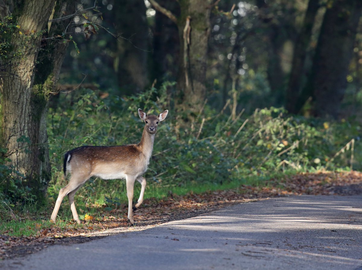 We welcome responsible dog walkers to #EppingForest. Dogs should be under effective control at all times & must not chase or disturb wildlife. Please note that we are in the run up to fawning season. For more info, please visit cityoflondon.gov.uk/things-to-do/g… Thank you. 📸Mark Powter