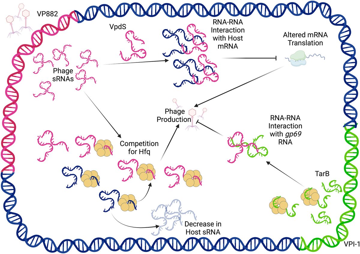 Slings & arrows: sRNAs mediate intragenomic competition @WatersLabMSU highlight work of @papenfortlab showing V. cholerae prophage VP882 modulates host functions via sRNAs. Alternatively, host sRNAs inhibit VP882 lytic phase by regulating phage genes cell.com/cell-host-micr…