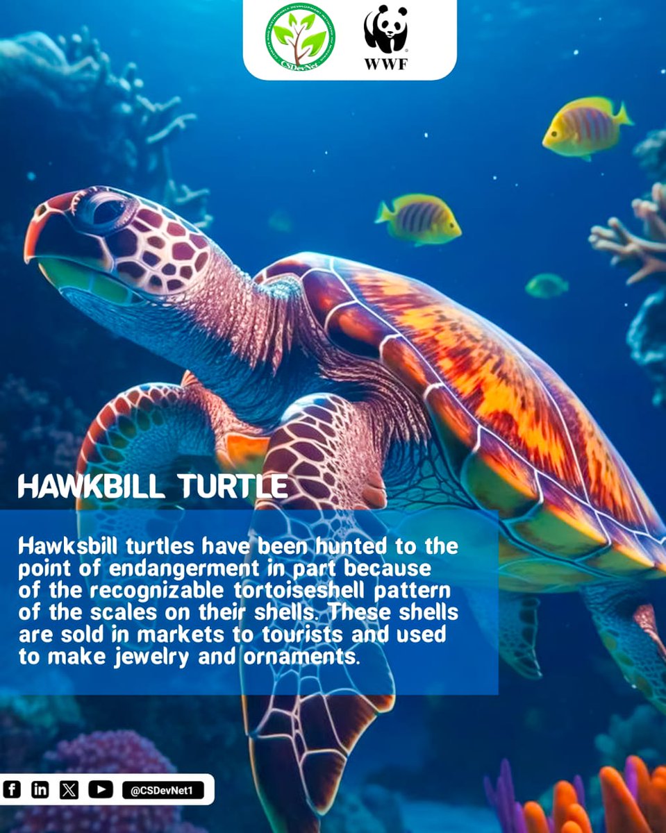 Hawksbill turtles have been hunted to the point of endangerment in part because of the recognizable tortoiseshell pattern of the scales on their shells. These shells are sold in markets to tourists and used to make jewelry & ornaments. #WhatHasChanged? #Act4Nature @CSDevNet1 @WWF