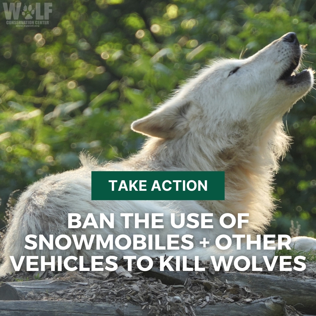 REMINDER: Call on @GovernorGordon to ban the use of snowmobiles and other vehicles to kill wolves. The recent torture + killing of a young female wolf in WY was horrific + all too common. Countless wolves are chased down every year. Take action ➡️ bit.ly/3J44TnN
