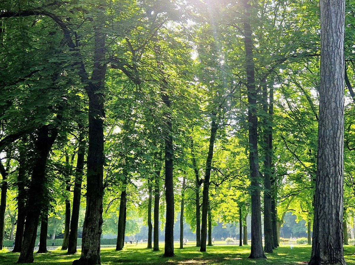 Au loin, derrière les arbres-sentinelles, les buveurs de soleil. Sans doute les soucis rissolent, les chagrins s'évaporent un temps. Ils partiront aux premières ombres dans les voitures et les maisons. Ils disent déjà : 'Quel temps, demain ?'