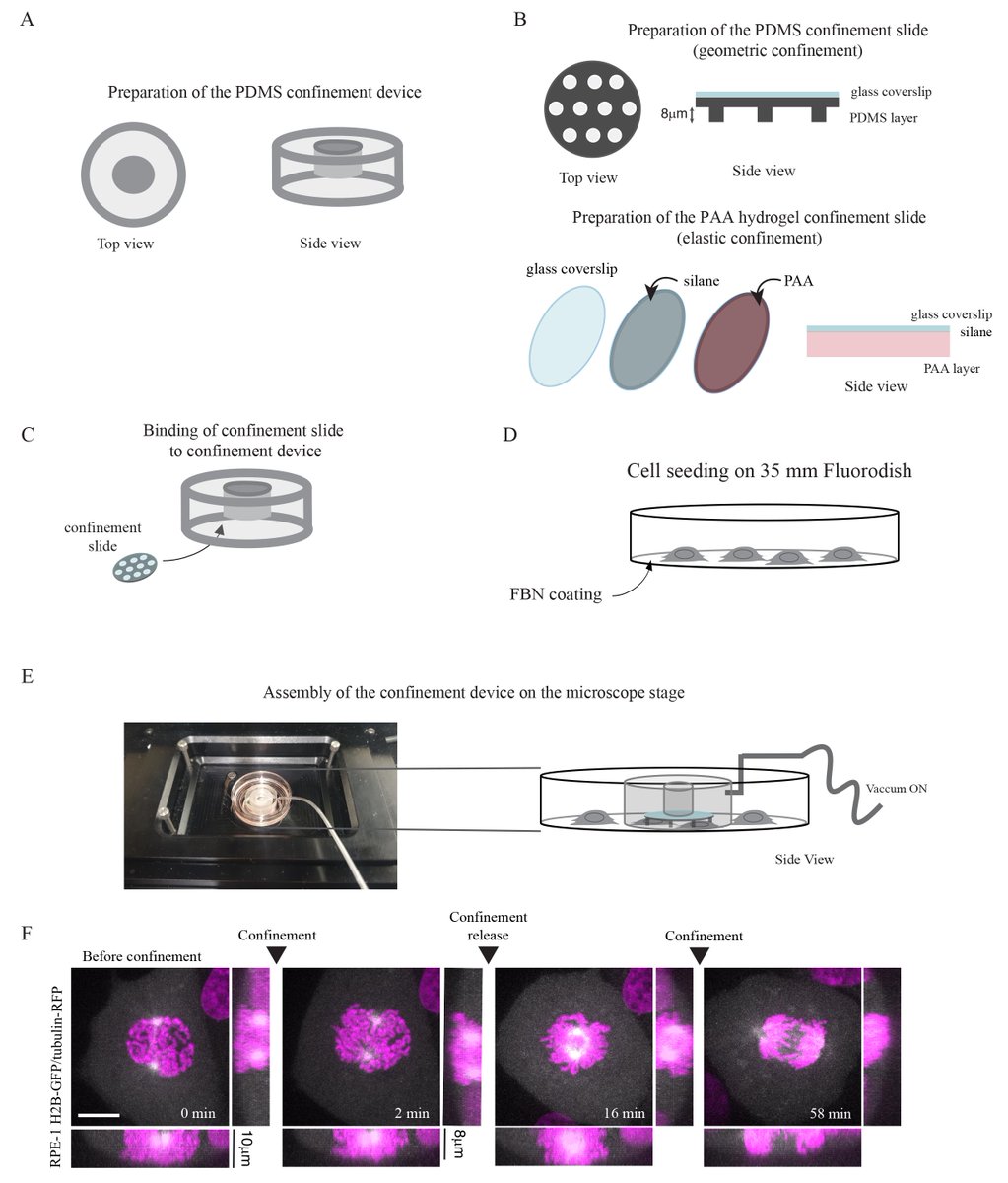 Nikon Instruments (@nikoninst) on Twitter photo Check out this recent <a href="/bioprotocolbyte/">Bio-protocol</a> for confinement, mechanical manipulation, and #Confocal #Microscopy of individual cells, used to explore the role of mechanical forces in the nuclear translocation of cyclin B1-CDK1 complex during cell division: bit.ly/4b5djYp Check out this recent <a href="/bioprotocolbyte/">Bio-protocol</a> for confinement, mechanical manipulation, and #Confocal #Microscopy of individual cells, used to explore the role of mechanical forces in the nuclear translocation of cyclin B1-CDK1 complex during cell division: bit.ly/4b5djYp