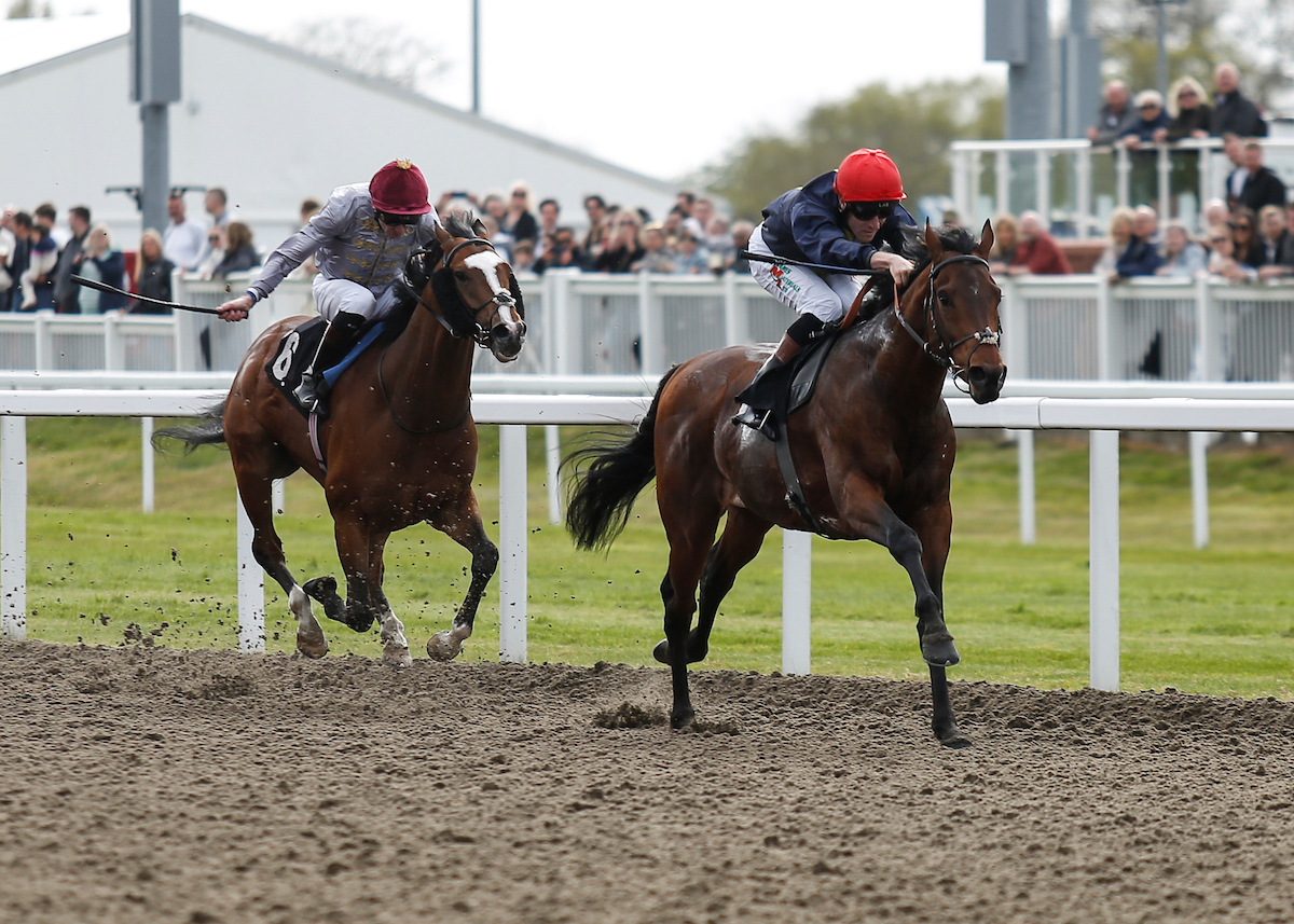 In the Dee Stakes at @chesterraces this afternoon the winner of our Cardinal Conditions Stakes, Bracken's Laugh, and third place Capulet were going up against each other again. Congratulations to Capulet who held off a late challenge from Bracken's Laugh to win by half a length.