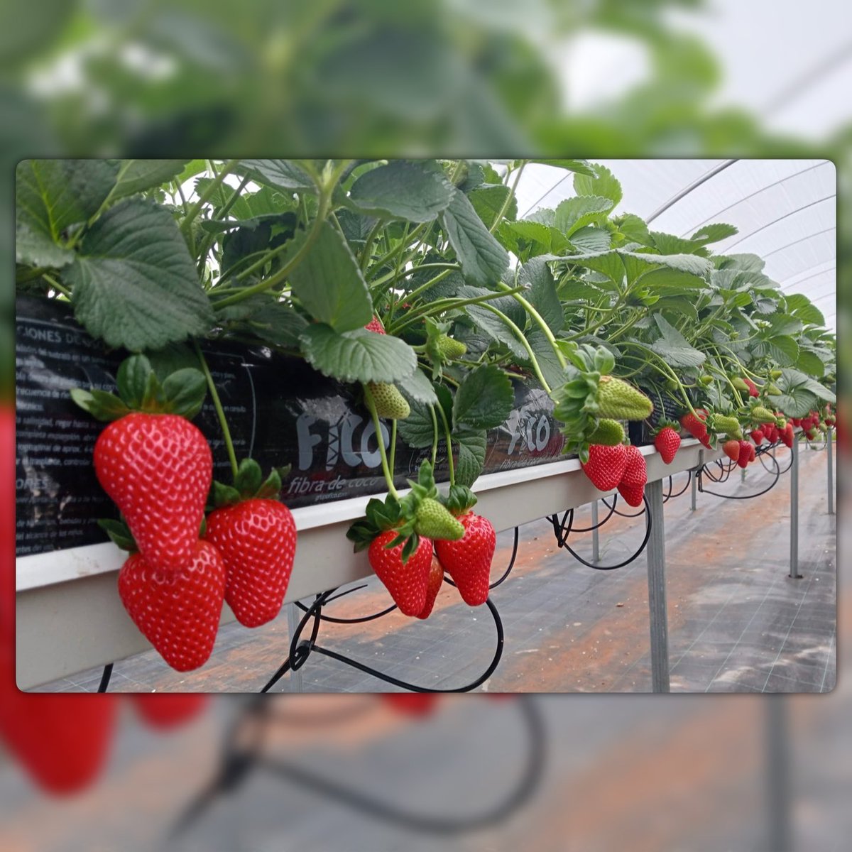 ritec_sl's tweet photo. 𝗙𝗶𝗻𝗰𝗮 𝗘𝘅𝗽𝗲𝗿𝗶𝗺𝗲𝗻𝘁𝗮𝗹 𝗱𝗲 𝗧𝗲𝗰𝗻𝗼𝘃𝗮 🌱🔬🍓𝗽𝗮𝗿𝗮 𝗳𝗿𝗲𝘀𝗮𝘀 𝗲𝗻 𝗵𝗶𝗱𝗿𝗼𝗽𝗼𝗻í𝗮 𝘆 𝘀𝘂𝗲𝗹𝗼 | Huelva (España) 

💧En Ritec, estamos comprometidos con la entrega de 𝘀𝗼𝗹𝘂𝗰𝗶𝗼𝗻𝗲𝘀 𝘁𝗲𝗰𝗻𝗼𝗹𝗼́𝗴𝗶𝗰𝗮𝘀 𝗶𝗻𝘁𝗲𝗴𝗿𝗮𝗹𝗲𝘀. 

@CTTecnova https://t.co/NNTGoFqOef