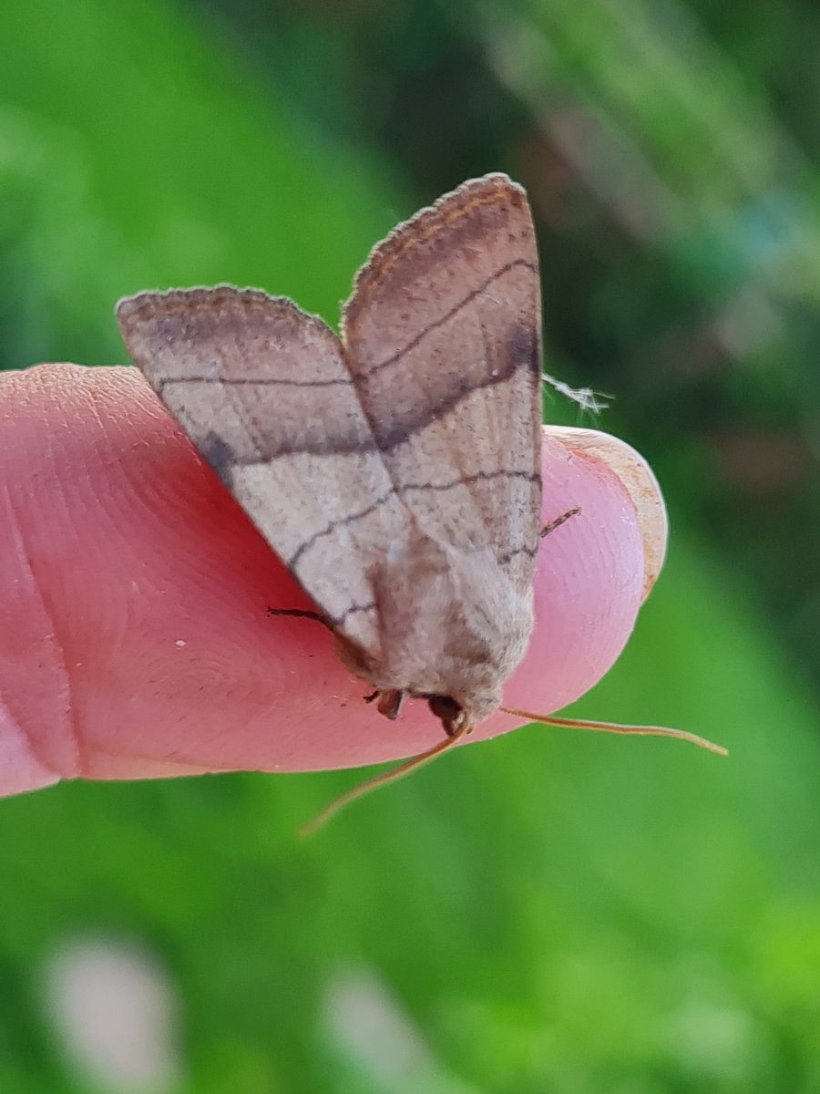 mickey_ratfink's tweet photo. Best of the new for the year moths from last night, plus a pretty nondescript pug that was new for the garden. Probably the smartest Dog's Tooth I've had.
Totals were 52 of 26 species, with 12 nfy, and 1 nfg.
S Monmouthshire
#mothsmatter #teammoth #vc35 https://t.co/QywnDGpBkN