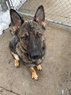 Pls RT2unite #FOUND #DOG- 07-May-24 #Toronto Animal Services A0904351 #EAST 416-338-7539 BROWN #GERMSHEPHERD M/3Yr