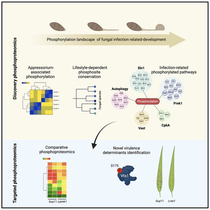 Peer-reviewed version of our phosphoproteomic analysis of Magnaporthe published today. We hope this resource, in which we identified conserved Pmk1-dependent phosphosites in 41 fungal species, will be valuable. 1/4 sciencedirect.com/science/articl…