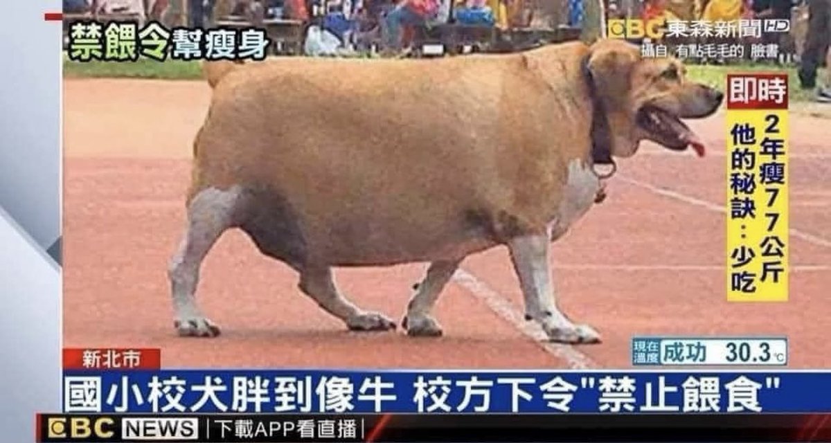 New Taipei elementary school forbids students from feeding school dog which has come to resemble a cow