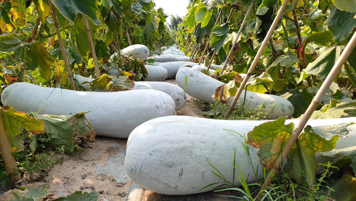 In Fengpo Town, #Wenchang, the wax gourd harvest has been exceptionally fruitful, yielding a total output of 0.75 to 0.8 million kg. With average yield reaching up to 10,000 kg per mu (approx. 666 m²). The wax gourds are not only large in size, but also of high quality and good