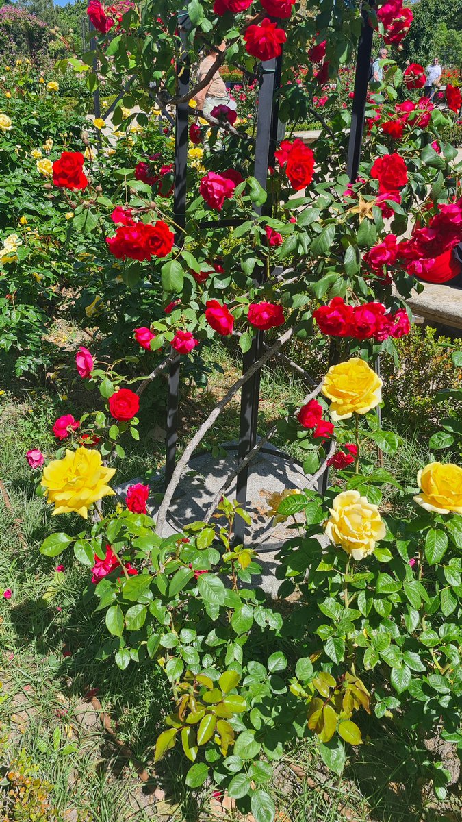 Toque patriótico de la rosaleda de Cecilio Rodríguez en @_ElRetiro